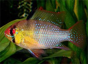 apistogramma-ramirezi1.jpg