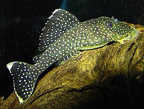 bariancistrus1.jpg