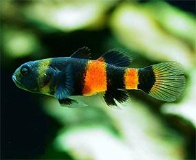 brahigobius-bleklyj1.jpg