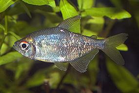 brilliantovaja-tetra1.jpg