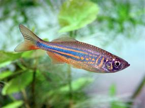 danio-malabarskij1.jpg