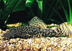 gviana-ancistrus1.jpg
