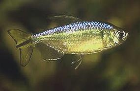 hemigrammopeters.jpg