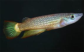 lineatus1.jpg