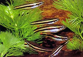 nannostomus-marginatus1.jpg