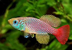 notobranhius-foershi1.jpg