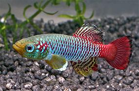 notobranhius-gjuntera1.jpg