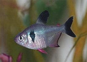 ornatus-obychnyj1.jpg
