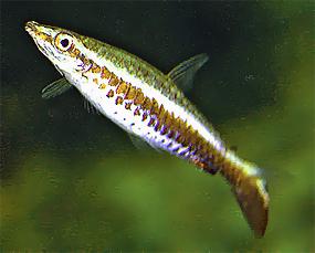 pecilobrikon1.jpg