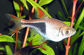 rasbora-klinopjatnistaja1.jpg