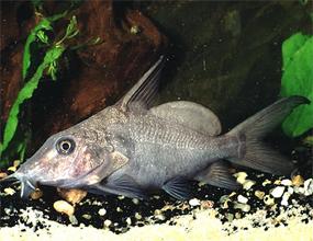 sinodontis-seryj1.jpg