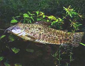 tarakatum1.jpg