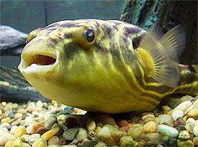 tetraodon-fahaka1.jpg
