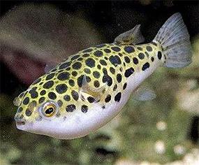 tetraodon-leopardovyj1.jpg