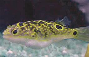tetraodon1.jpg