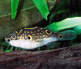 zebrovyj-kolomez-amazonskij1.jpg