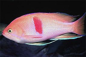 antias-trehcvetnyj1.jpg