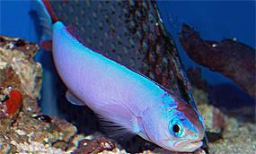 hoplolatilus-fioletovyj1.jpg