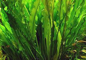 aponogeton-dekarija1.jpg