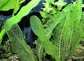 aponogeton-madagaskarskij1.jpg