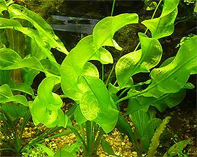 aponogeton-shirokoshtopornyj1.jpg