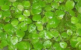 limnobium-pobegonosnyj1.jpg