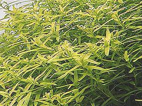 rotala-indijskaja1.jpg