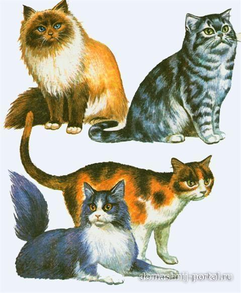 Домашняя кошка Домашняя кошка