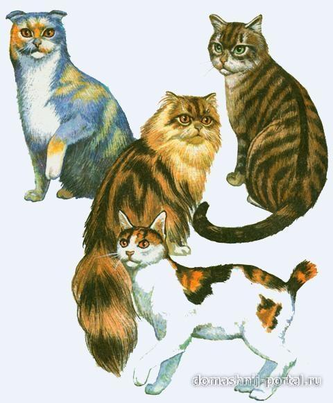Домашняя кошка Домашняя кошка