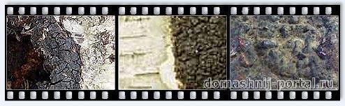 Chaga.jpg