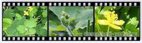 Chistotel-bolshoj.jpg