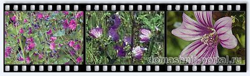 Malva-lesnaja.jpg