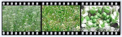 Sumochnik-pastushij.jpg