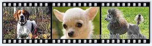 dogpro2.jpg