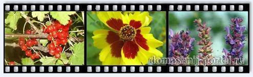 galery-flora.jpg