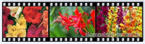 gladiolus-i-montbrecija.jpg