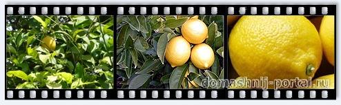 limon1.jpg