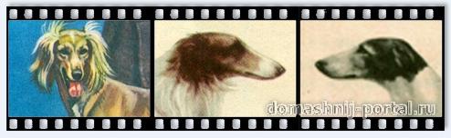 ohota-borzaja1.jpg