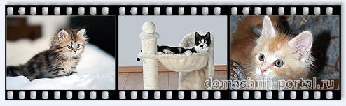 Котенок в вашем доме