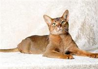 abissinskaja-koshka1.jpg