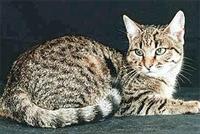 koshka-ne-zhelaet-hodit-v-lotok1.jpg