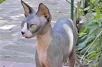 nasha-koshka-guljaet-na-povodke1.jpg