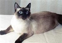 tailandskaja-koshka1.jpg