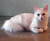 angorskaja-koshka1.jpg