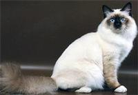 birmanskaja-koshka1.jpg
