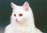 goluboj-okras1.jpg