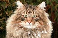 lesnaja-norvezhskaja-koshka1.jpg