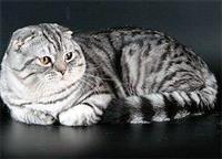 porody-vislouhih-shotlandcev1.jpg