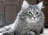 sibirskaja-koshka1.jpg