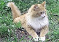 sozdanie-porody-sibirjaka1.jpg